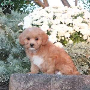 Dahlia, Forever Puppy